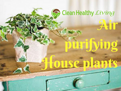 How to Clean Your Air with Air Purifying Houseplants